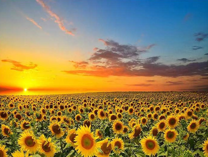 Zonnebloemveld bij Zonsopgang Schilderen op Nummers