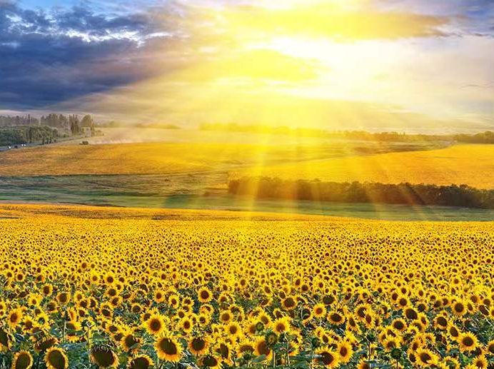 Zonnebloemveld in de Zon Schilderen op Nummers