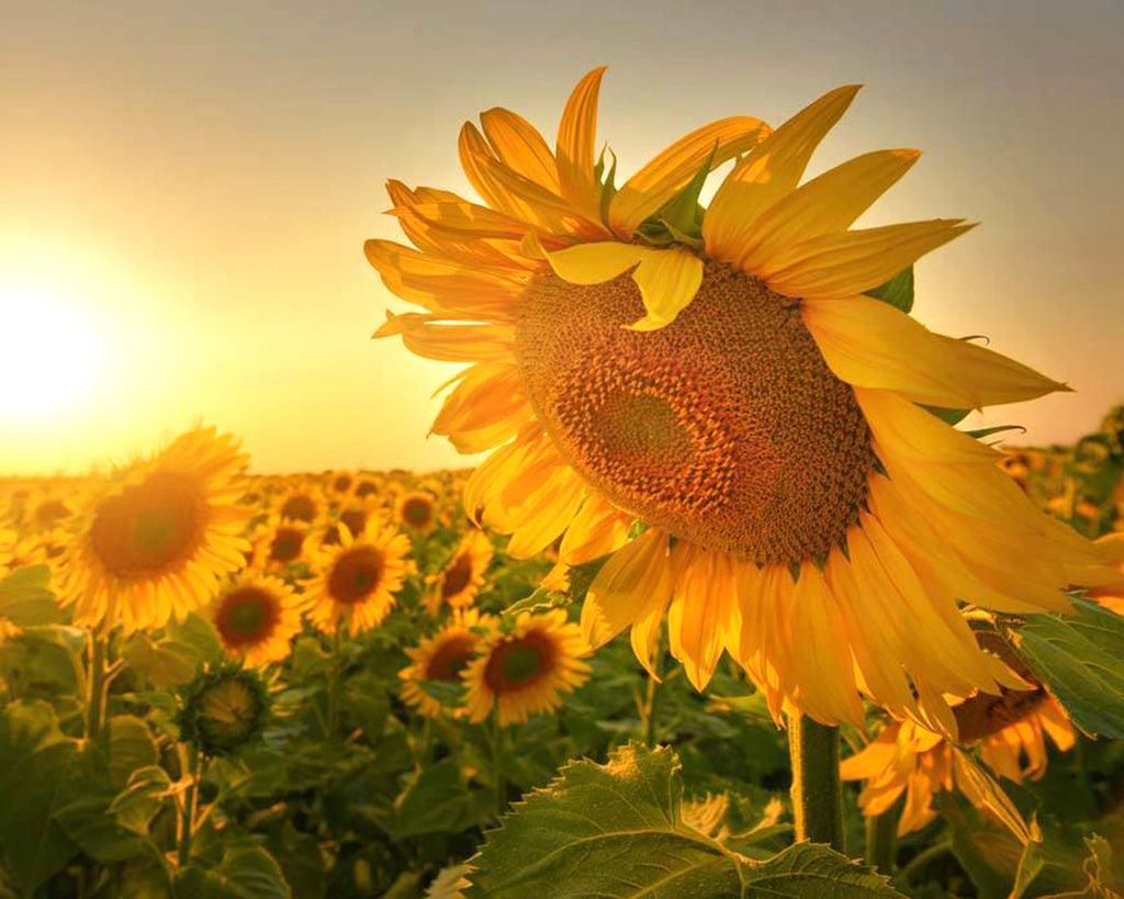 Zonnebloemveld in de Zon Schilderen op Nummers