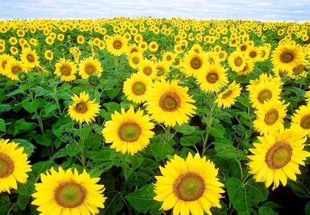 Zonnebloemvelden aan de Rivieroever Schilderen op Nummers