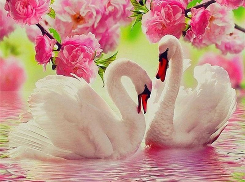 Zwanen en Roze Bloemen Schilderen op Nummers