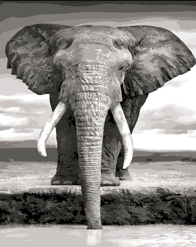 Zwart-Wit Olifant Schilderen op Nummers