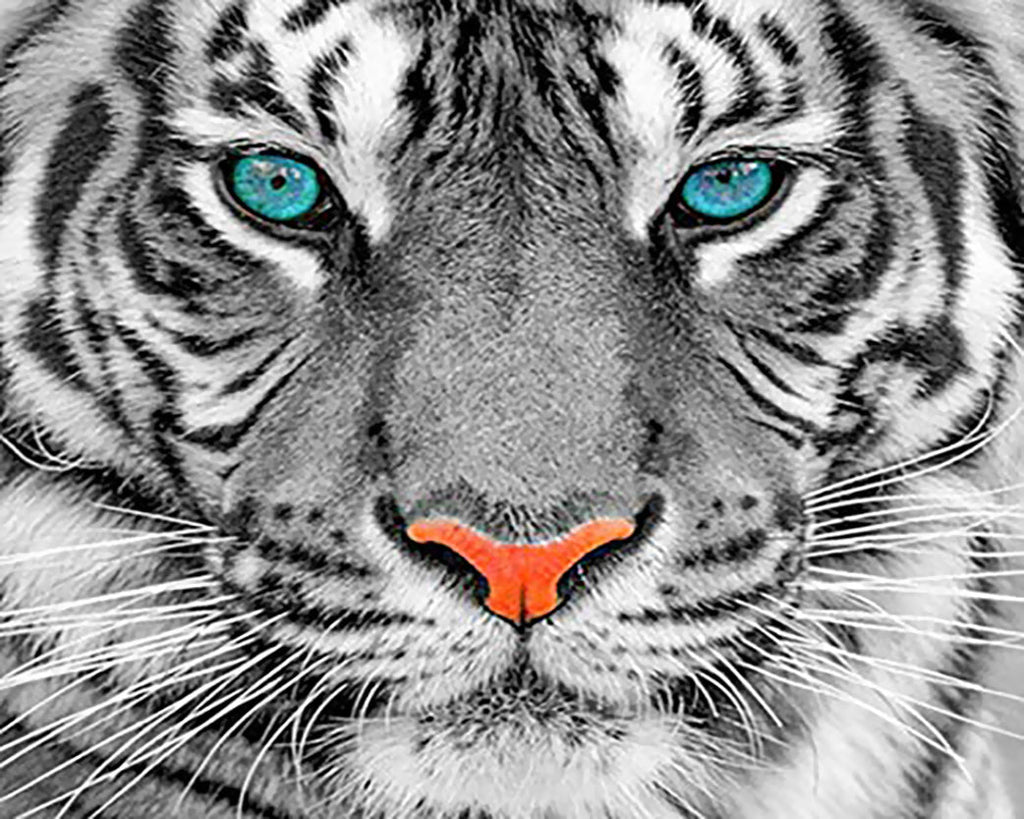 Zwart-Witte Tijger met Blauwe Ogen Schilderen op Nummers