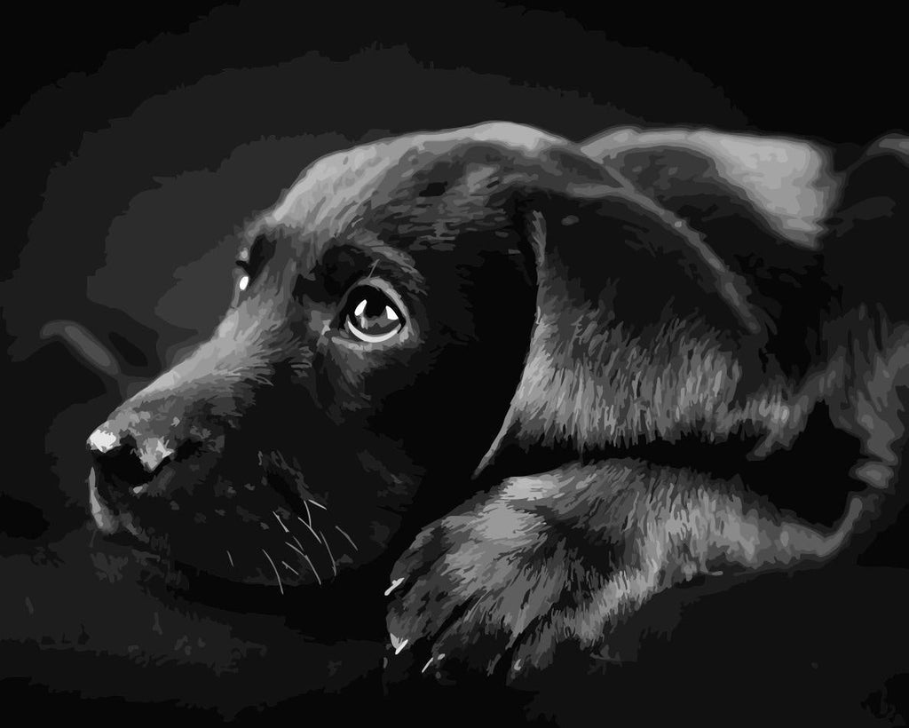 Zwarte Hond op de Grond Schilderen op Nummers