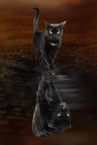 Zwarte Kat en Spiegelbeeld Schilderen op Nummers