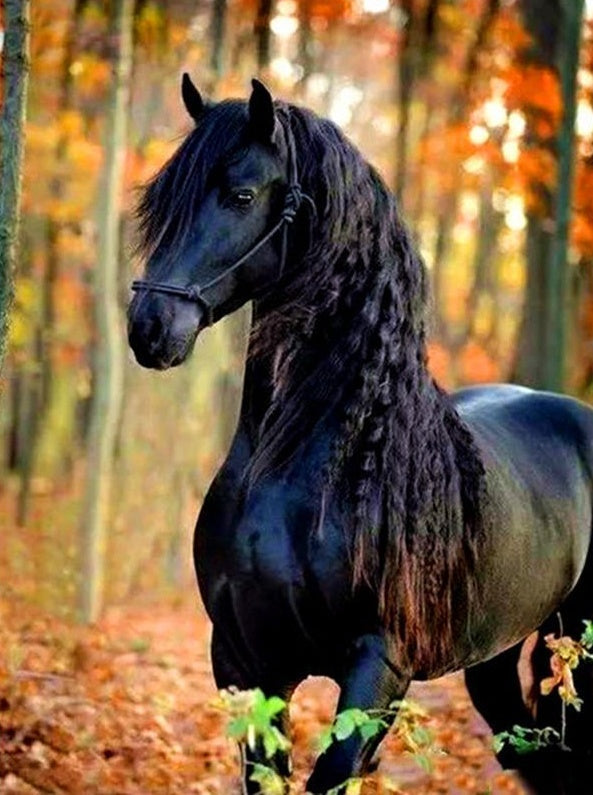Zwarte Paard in het Bos in Herfst Schilderen op Nummers